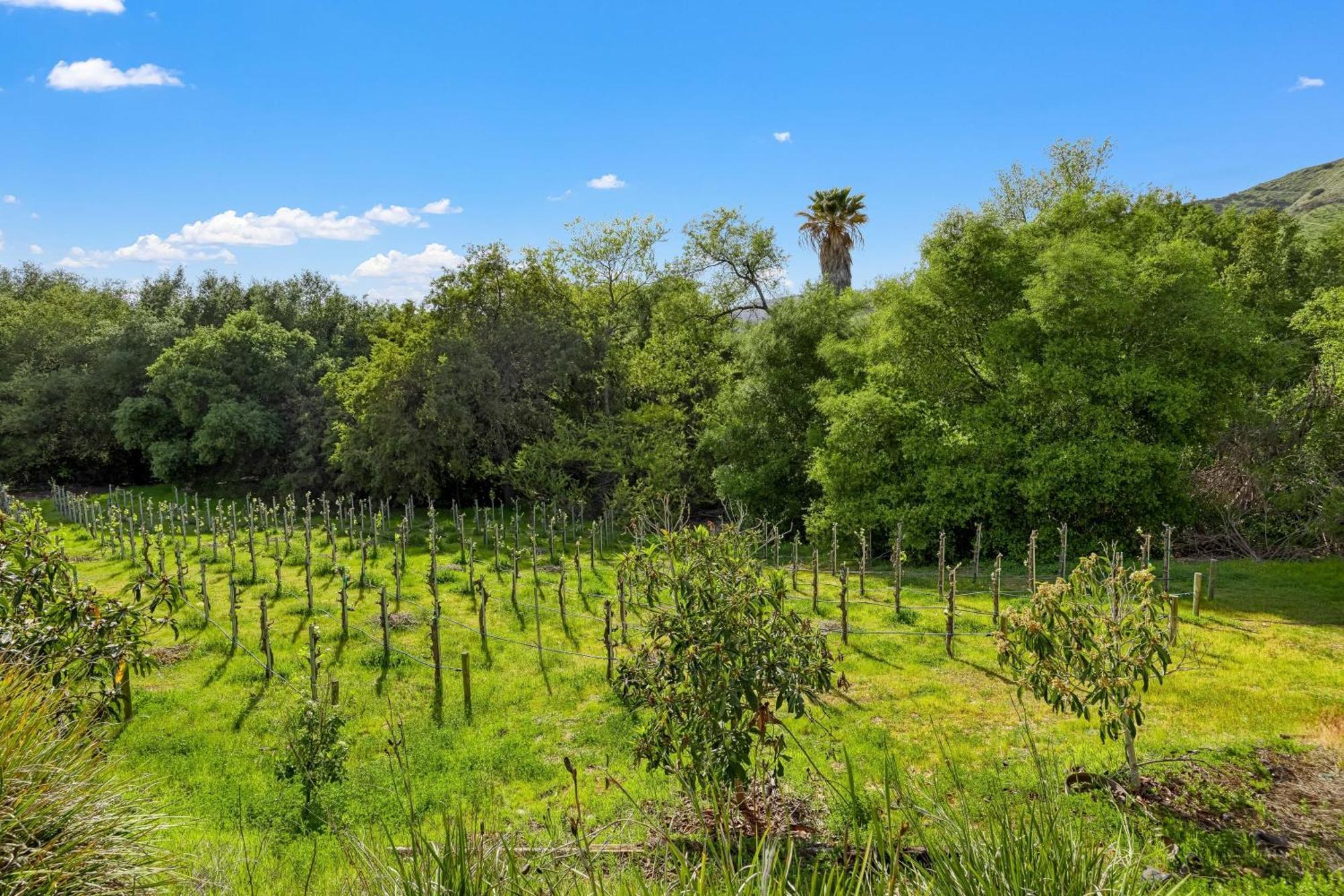 Grapevine By Avantstay Secluded 5Br Villa 4 Acres Of Vineyards Avo Groves Temecula Eksteriør billede